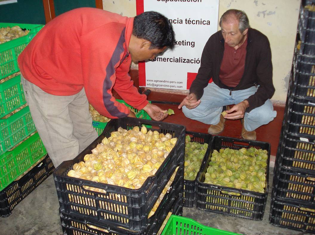 Empresa AGROANDINO SRL dedicada al procesamiento de aguaymanto deshidratado comprando el fruto a productores de San Pablo.