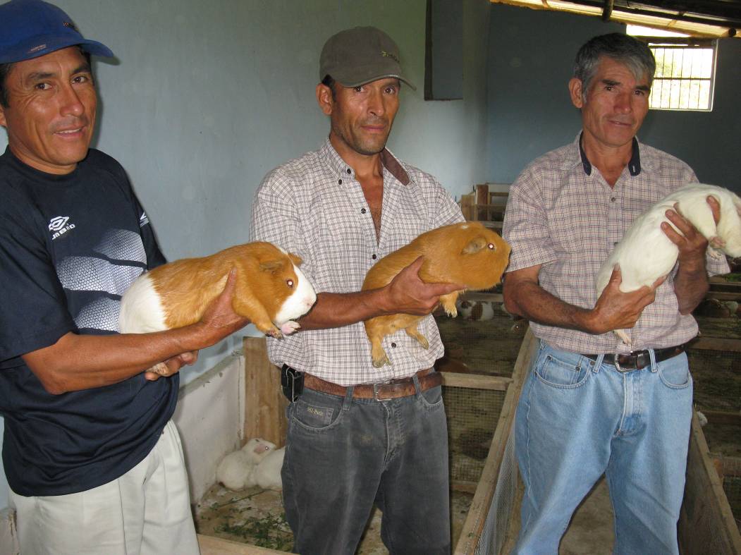 Productores de cuyes pertenecientes a la Red El Porvenir del valle de Condebamba mostrando reproductores de diferentes razas