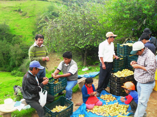 Red de productores de aguaymanto de la provincia de San Paglo, en labores de selección Productores de aguaymanto de Cumbico se organizan en redes